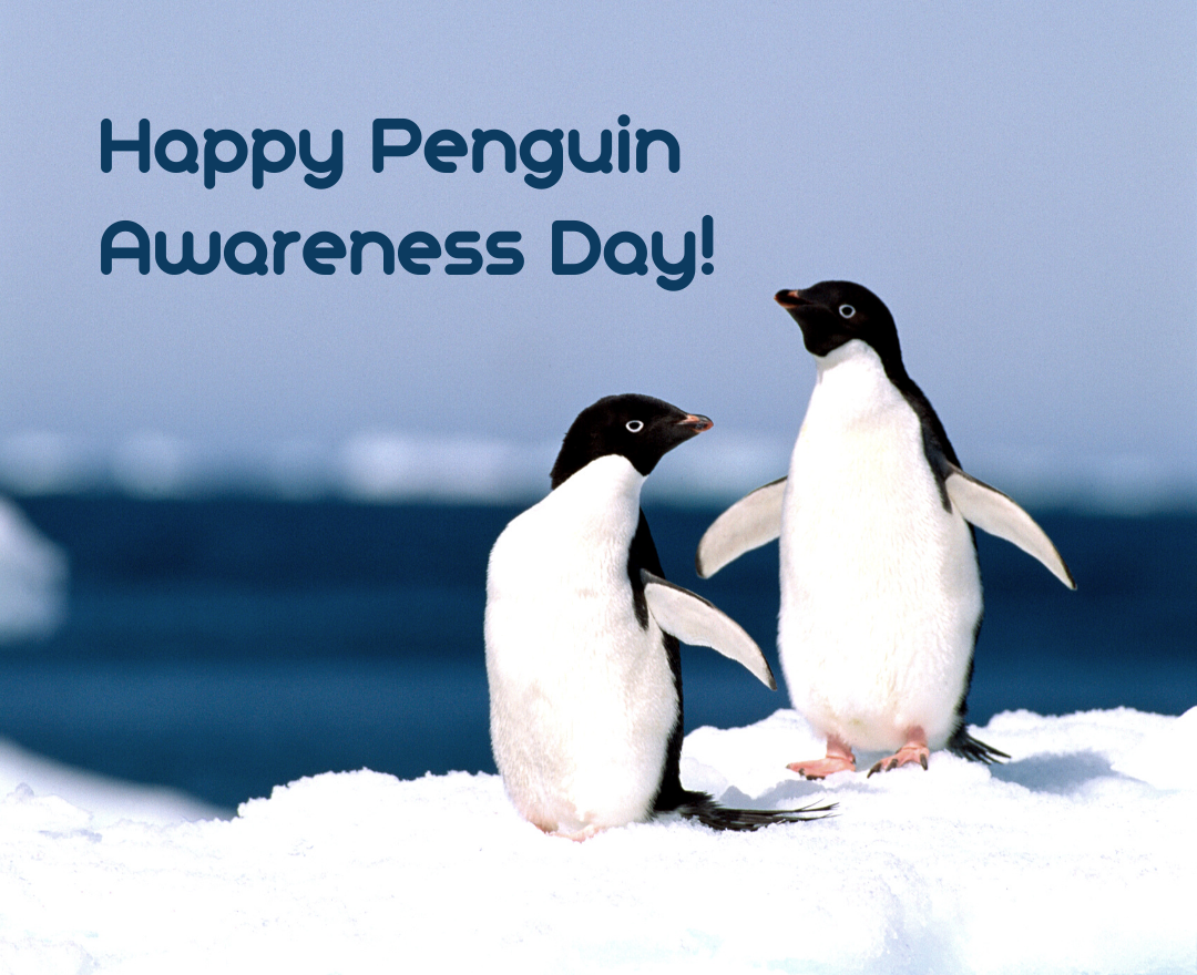 Happy Penguin Awareness Day!