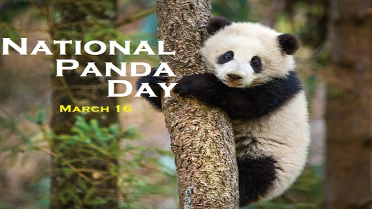 National Panda Day image