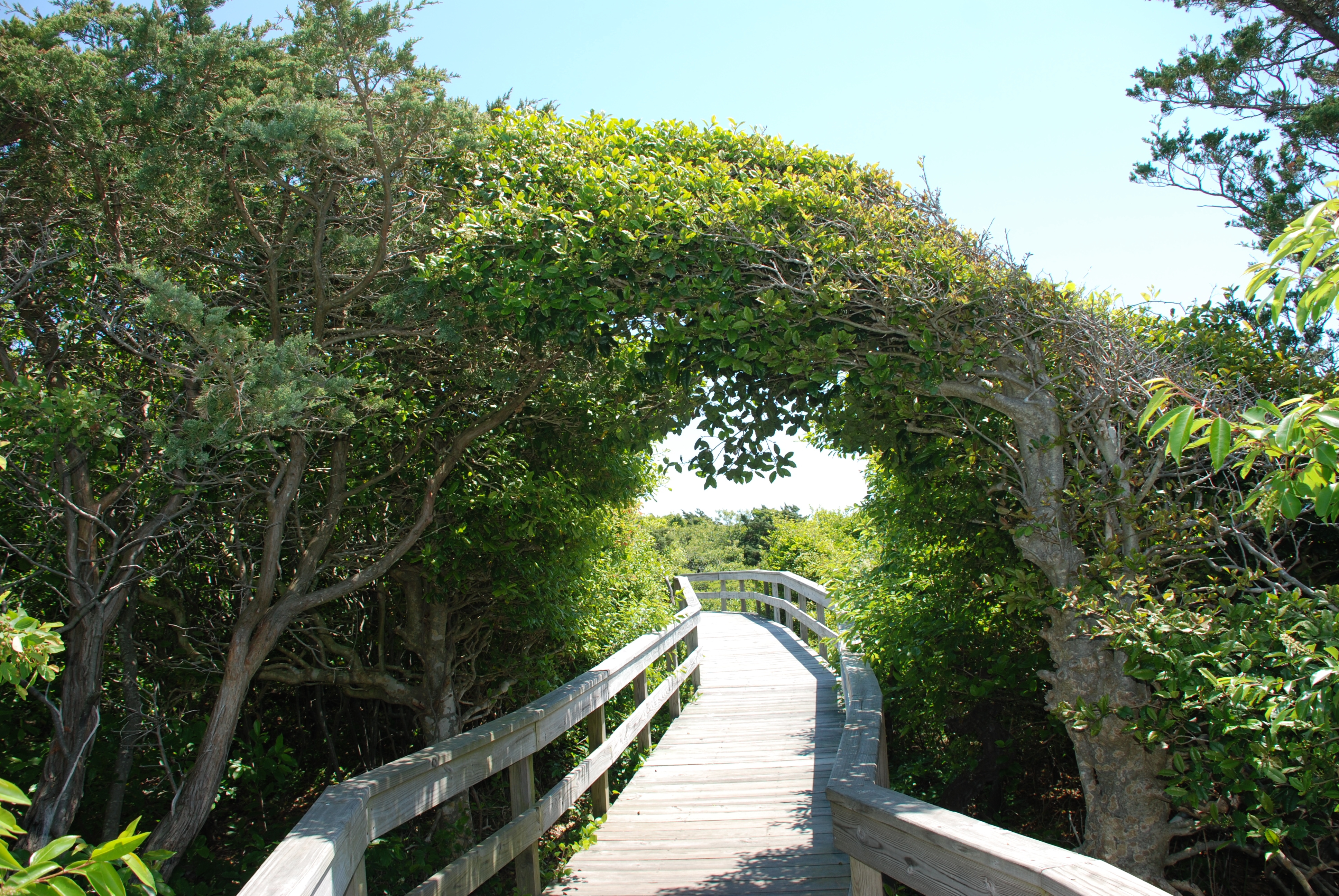 Photo of the boardwalk at Sunken Forest, Fire Island.