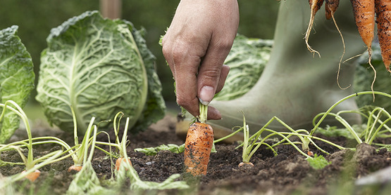 Photo of a hand pulling a carrot out of the ground in a garden.