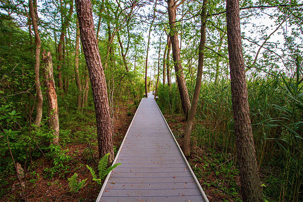 A photo of a boardwalk in the woods at the Quogue Wildlife Refuge.