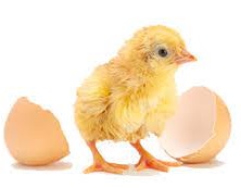 Egg to chick