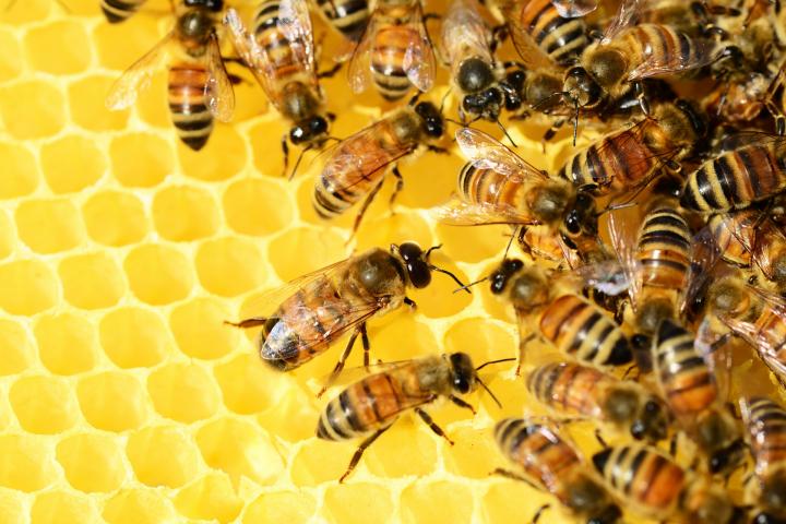 A photo of honeybees on a yellow honeycomb.