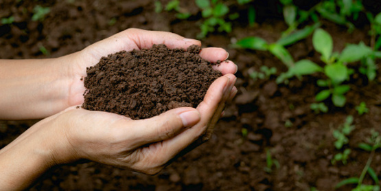 A phot of two hands holding garden soil enriched with compost.