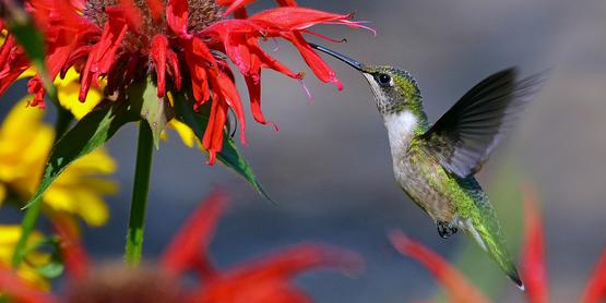 Photo of a Ruby Throated Hummingbird hovering in front of a red flower.