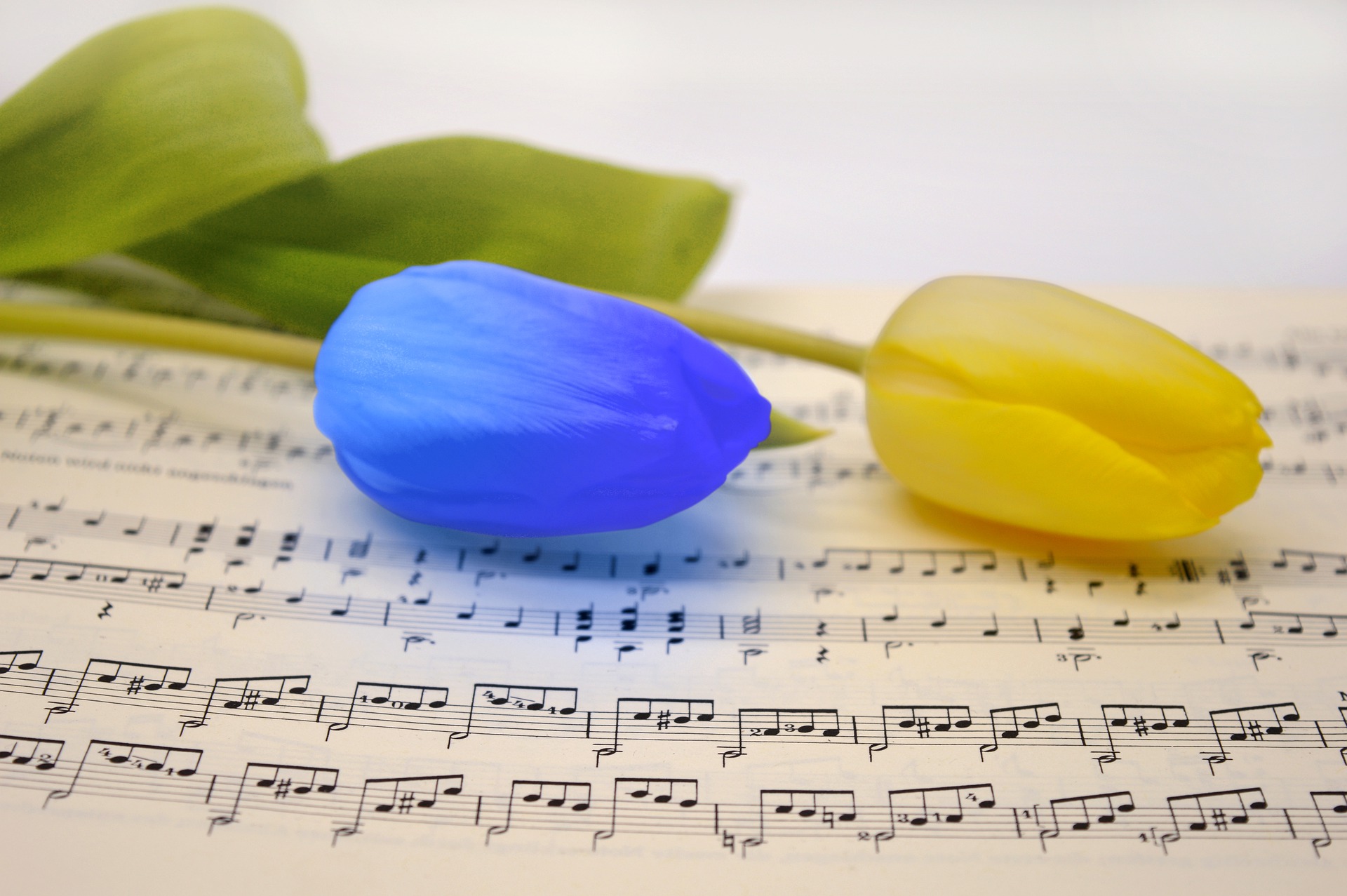 A photo featuring a page of sheet music with one blue and one yellow tulip laying upon it.