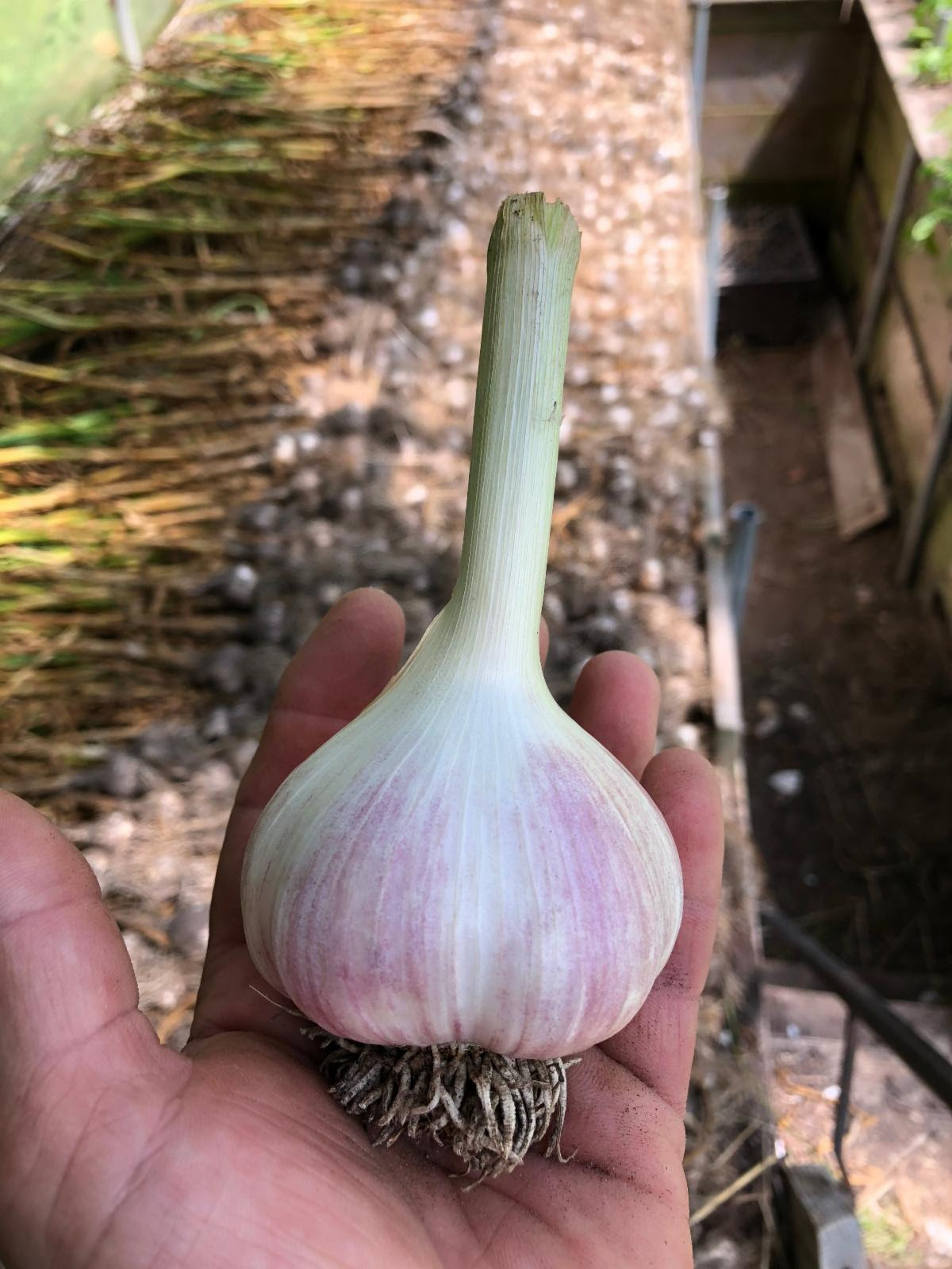 A photo of a head of garlic in a person's hand.