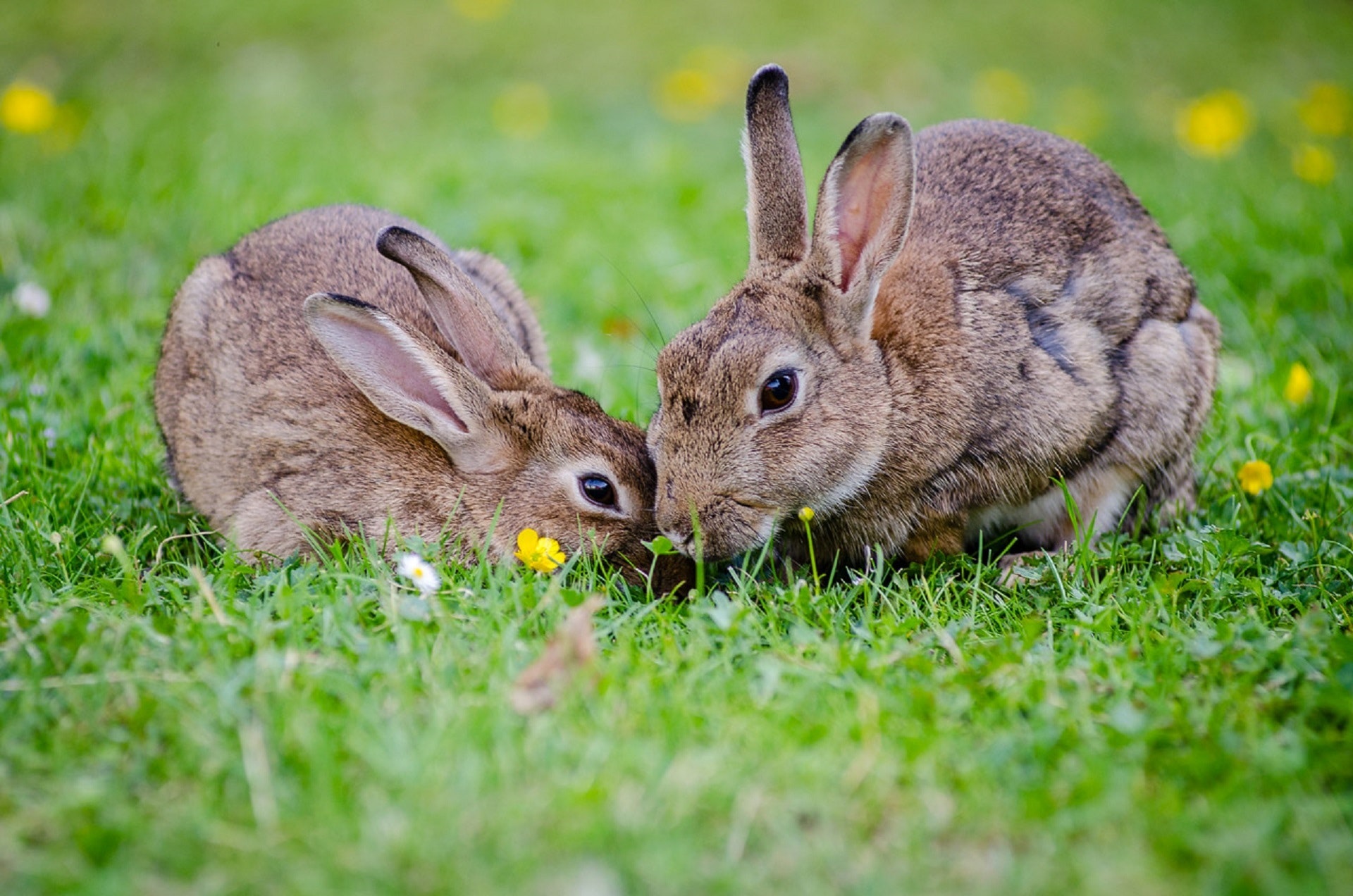 Backyard Wildlife - Rabbits