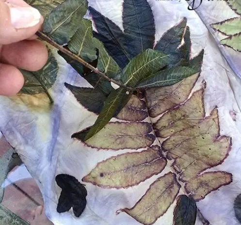 A photo of fingers pulling a leaf off of white fabric, leaving behind an imprint of the leaf.