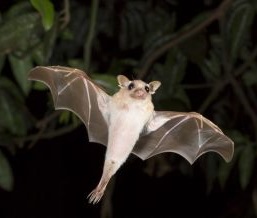 Bat at night