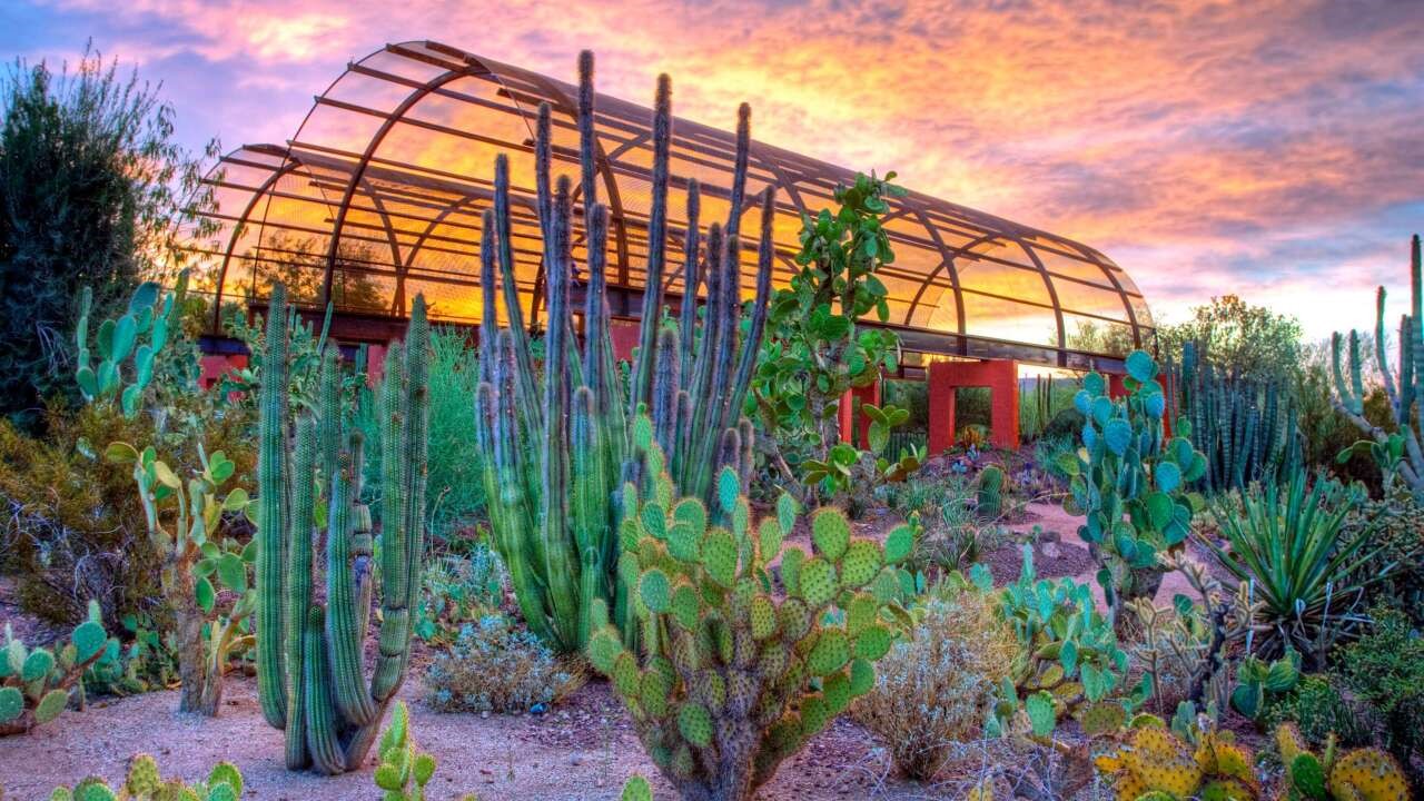 A color photo of the Desert Botanical Garden in Arizona, featuring an archway and cactus plants, with a sunset sky in the background.