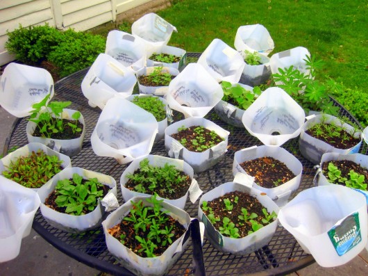 A photo of an array of white plastic milk jug bases filled with soil and seedlings.