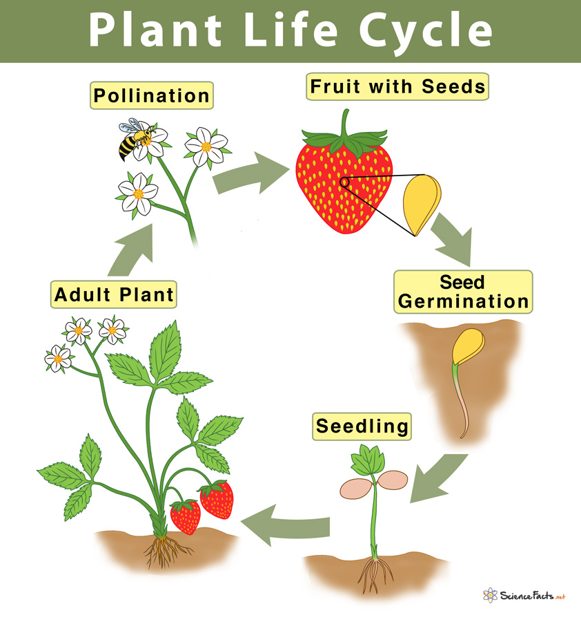 Plant Life Cycle Diagram