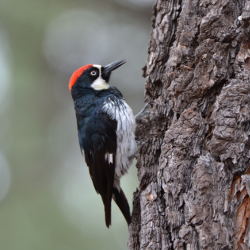 An image of a woodpecker