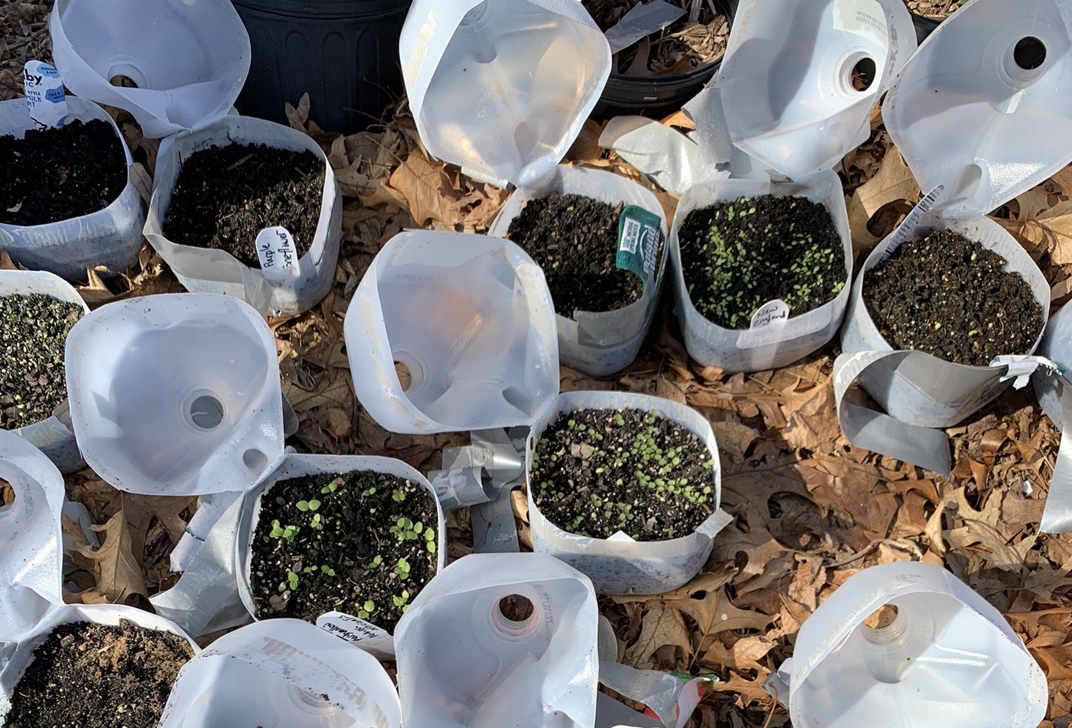 A photo of an array of milk jugs being used to grow seeds.