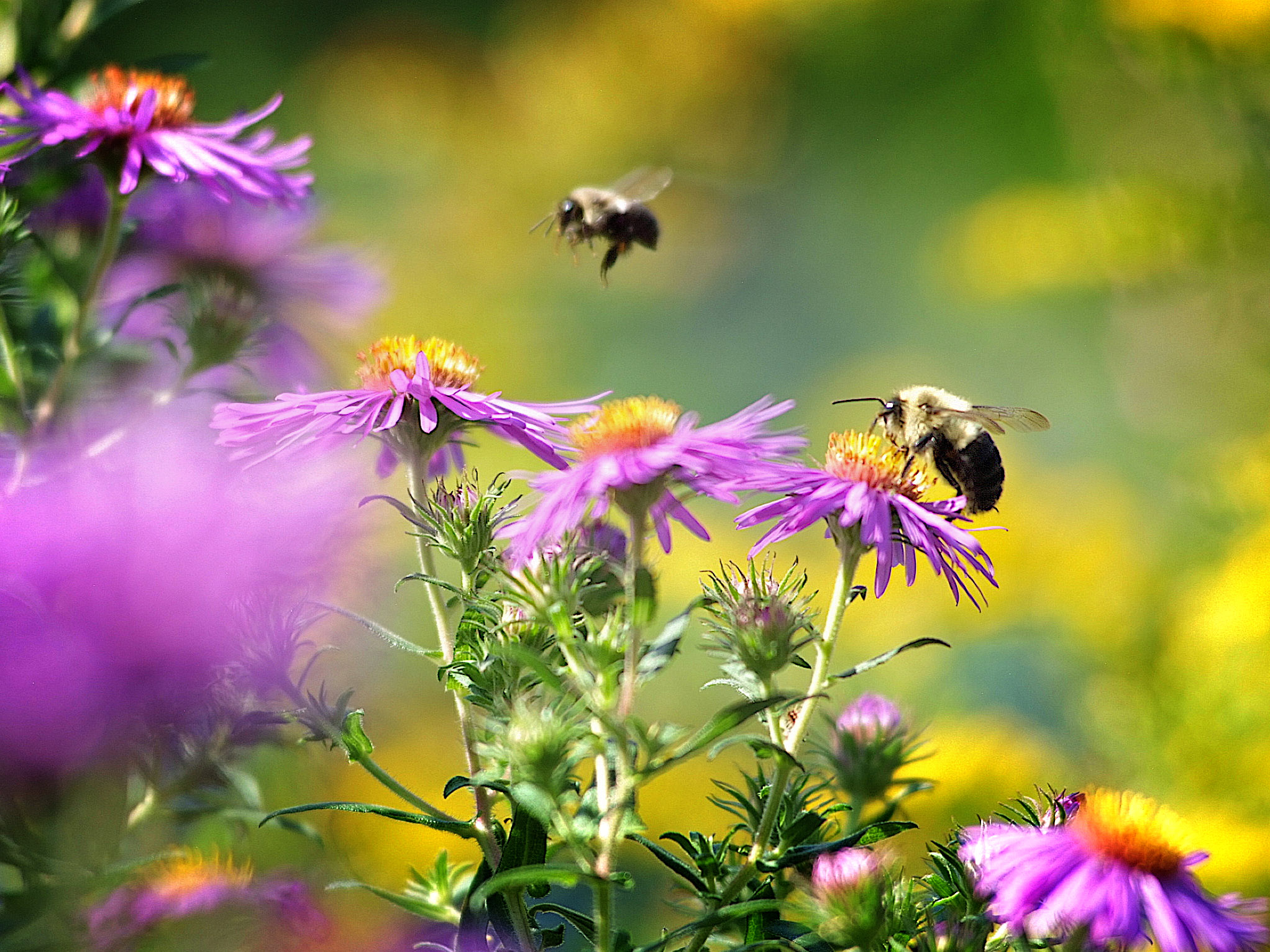 A color photo of bees buzzing around pink flowers.