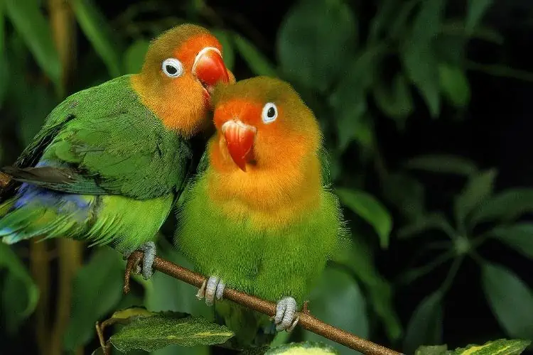 A color photo of two lovebirds with their heads together.