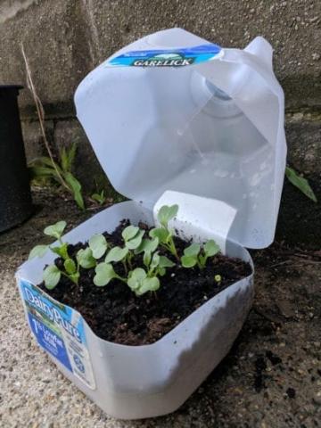 Photo of a seedling grown over winter in a plastic milk jug.