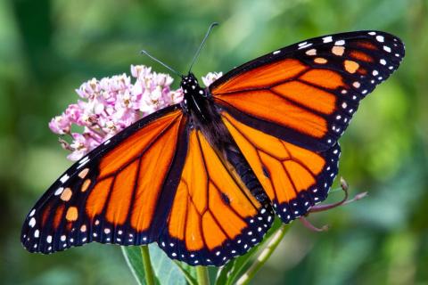 A color photo of a monarch butterfly on a milkweed flower.