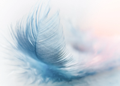 A graphic of a feather.