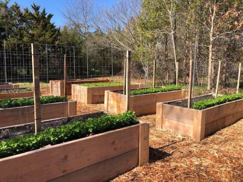 A color photo of several raised gardening beds that are framed in wood and contain seedlings.