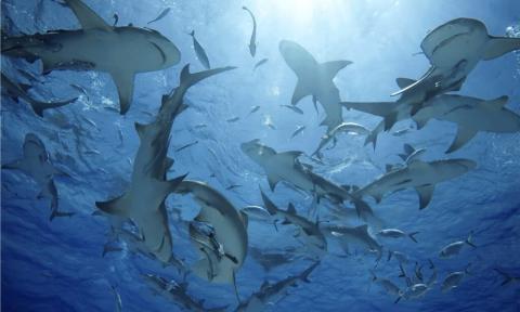 Group of sharks