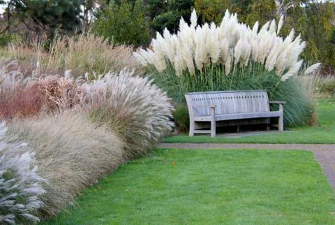 A color photo of a garden border created with ornamental grasses, with the lawn and a bench in the foreground.