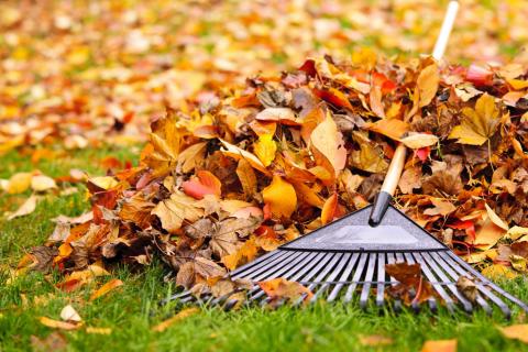 A photo of a rake laying atop colorful autumn leaves on a lawn.