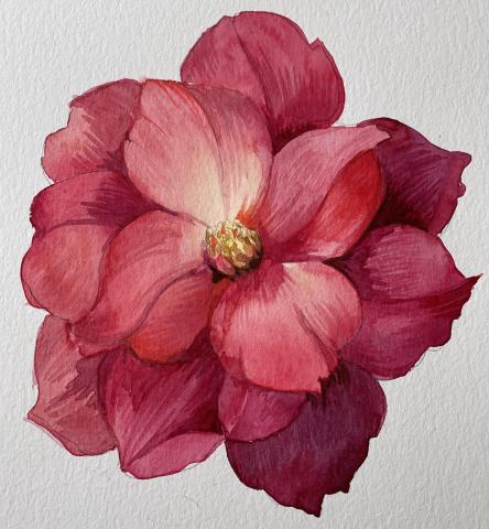 A watercolor painting of a pink camellia.