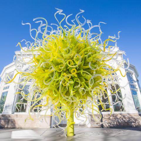 Sol de Citron by Dale Chihuly