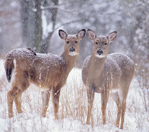 Deer in winter