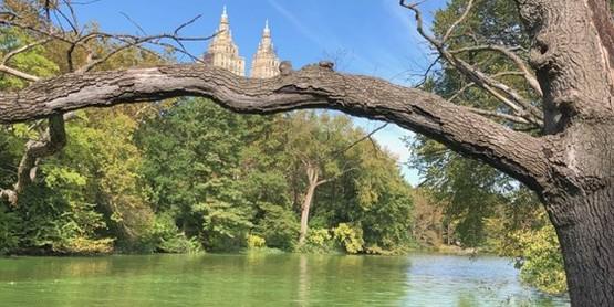 A color photo of a pond in Central Park with a branch in the foreground.
