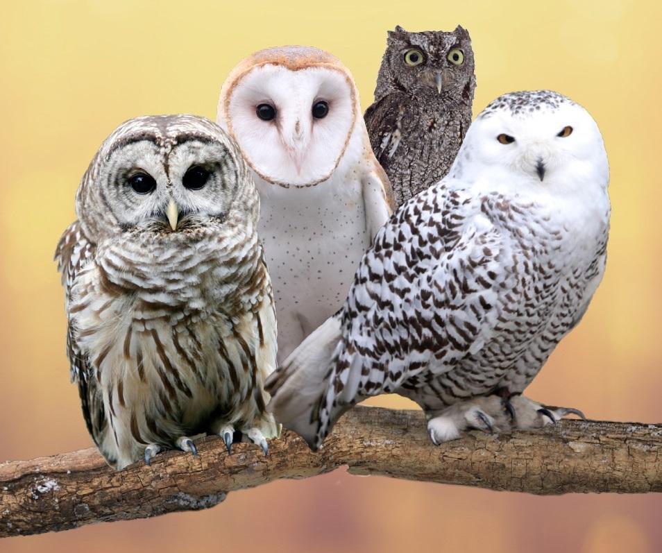 Four Owls