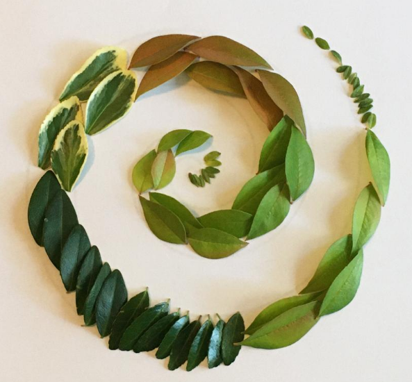 Andy Goldsworthy leaf spiral