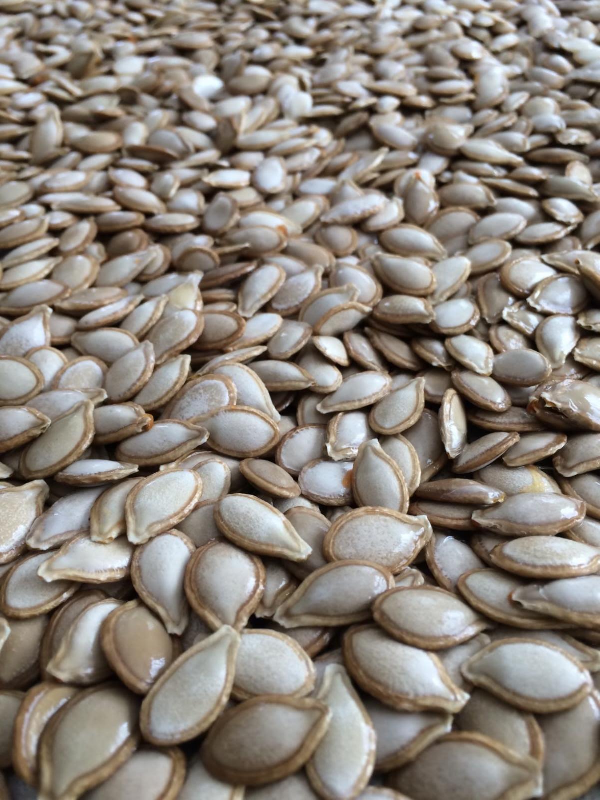 A color photo of pumpkin seeds.