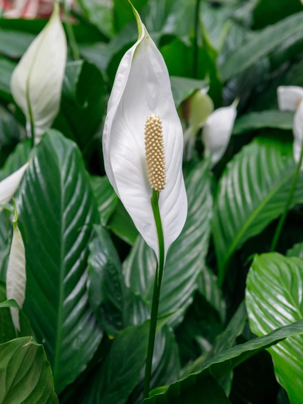 A color photo of a white peace lily blossom and green leaves.