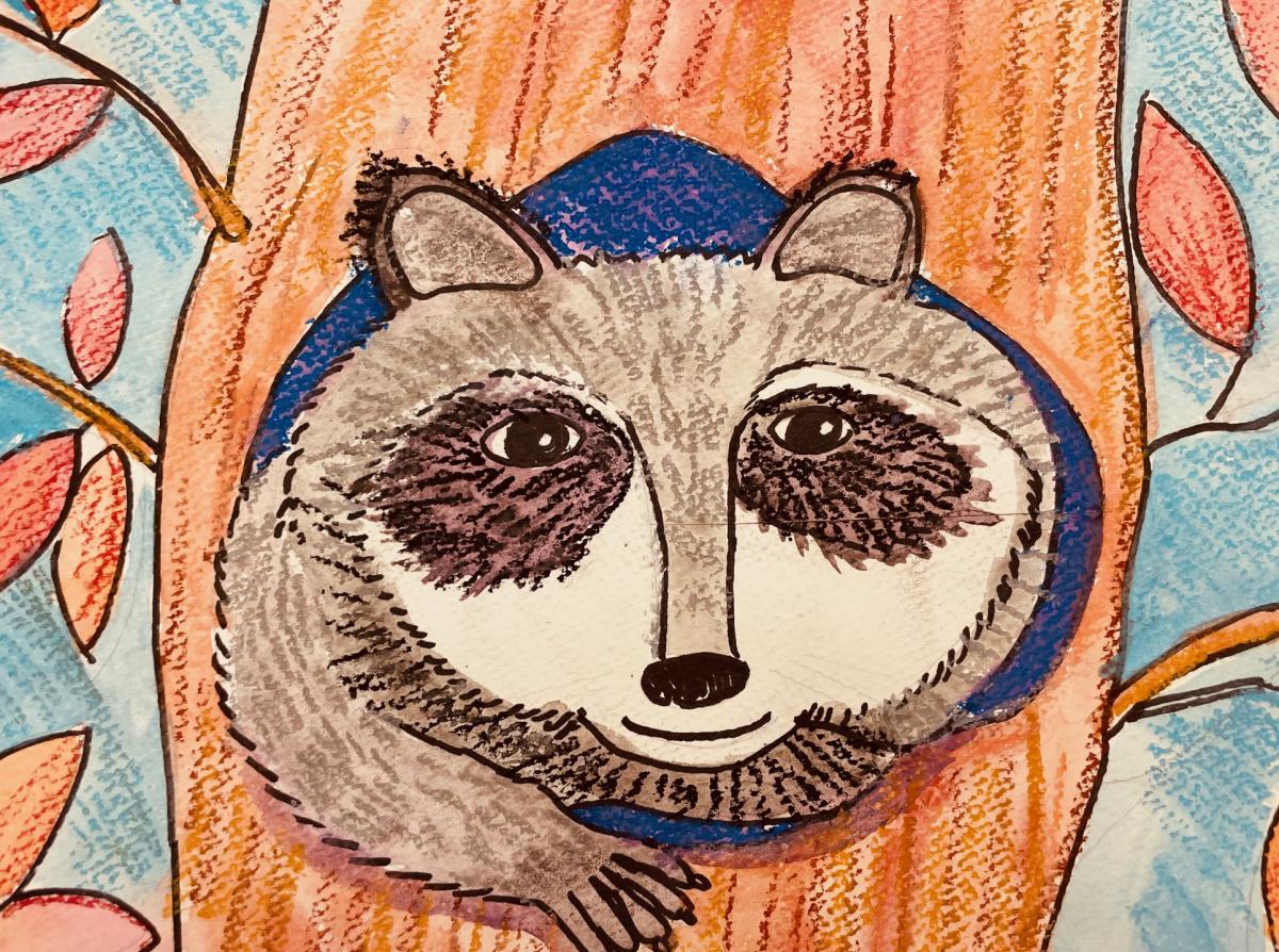 Raccoon drawing