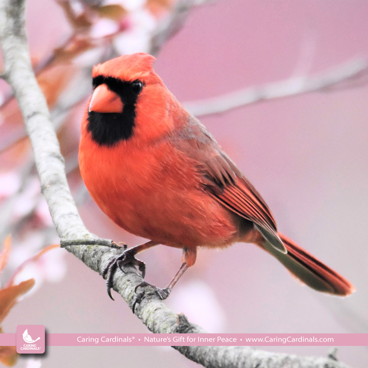 A color photo of a cardinal.